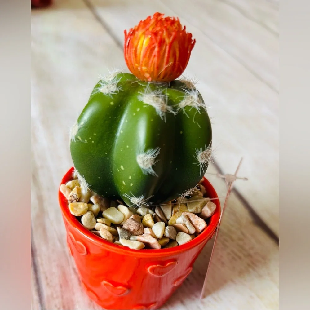 Celebrate Together Artificial Cactus Succulent Mini Plant Bundle 3pk NWT